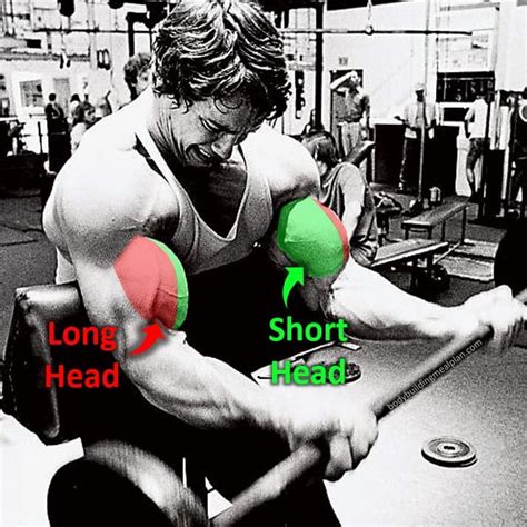 7 Spider Curls Tips For Maximum Bicep Growth