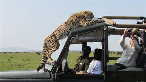 7 Day Kenya and Tanzania Safari | kenya tanzania safaris