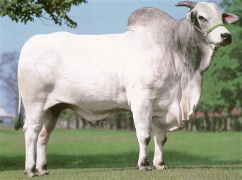 Cattle Raising in Philippines - HubPages