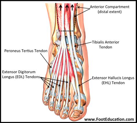 Anatomy of the Foot and Ankle | OrthoPaedia | Joints of the foot ...