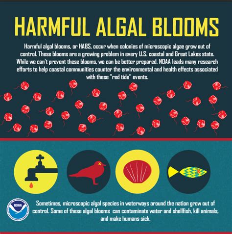 What is a harmful algal bloom? (2022)