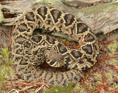 Images: Eastern Diamondback Rattlesnake - Volusia Naturalist