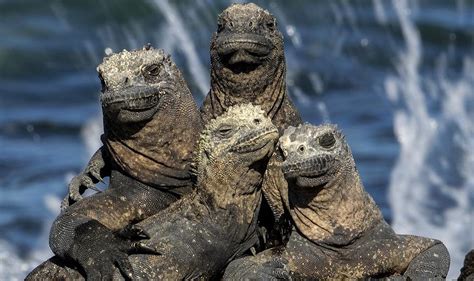 Marine Iguana, Galapagos Island by Andean Discover