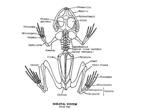 Amphibian Skeletal System | Skeletal system, Amphibians, Anatomy