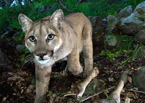 The surprising reason mountain lions’ killer instincts could save human lives - The Washington Post