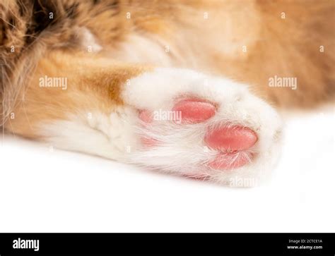 Cat paw close up. Hind leg of white orange long hair cat. Focus on pink ...