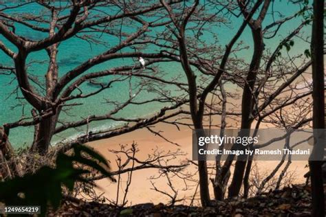 78 Baia Do Sancho Beach Stock Photos, High-Res Pictures, and Images ...