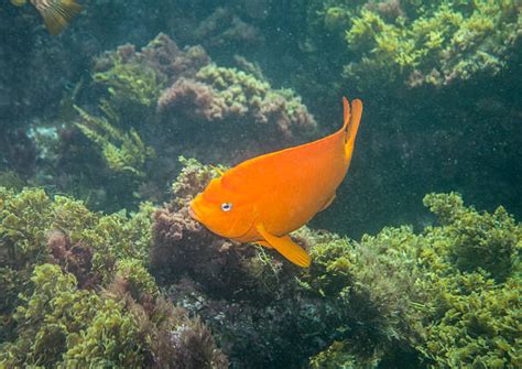 Garibaldi Fish Stock Photos, Pictures & Royalty-Free Images - iStock