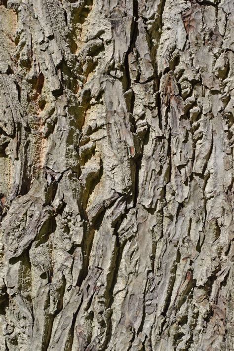 Free Stock Photo of Bark of english walnut | Download Free Images and ...