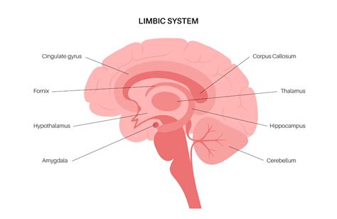 Limbik Sistem Nedir?