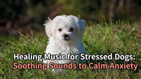 Healing Music for Stressed Dogs: Soothing Sounds to Calm Anxiety 강아지 ...