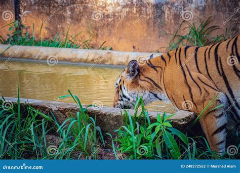 Tiger drinking water stock photo. Image of safari, alone - 248272562