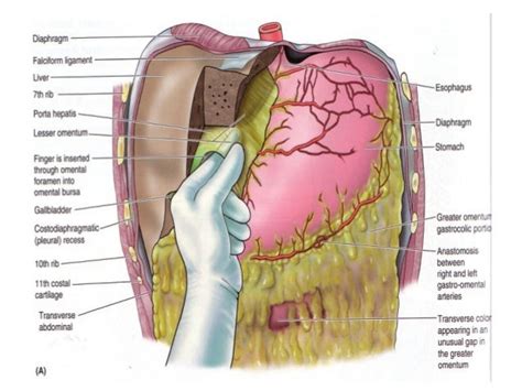 23 peritoneum