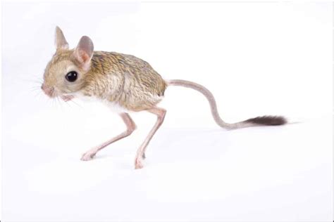 Jerboa Pictures - AZ Animals