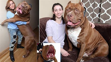 Hulk the World's Biggest Pit Bull With A 28 Inch Wide HEAD