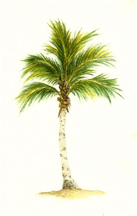 Palm Tree Number 3 by Michael Vigliotti | Tree drawing, Tree sketches, Palm tree drawing