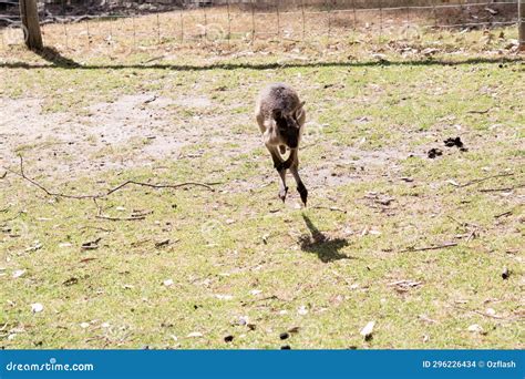 The kangaroo is jumping stock photo. Image of reserve - 296226434