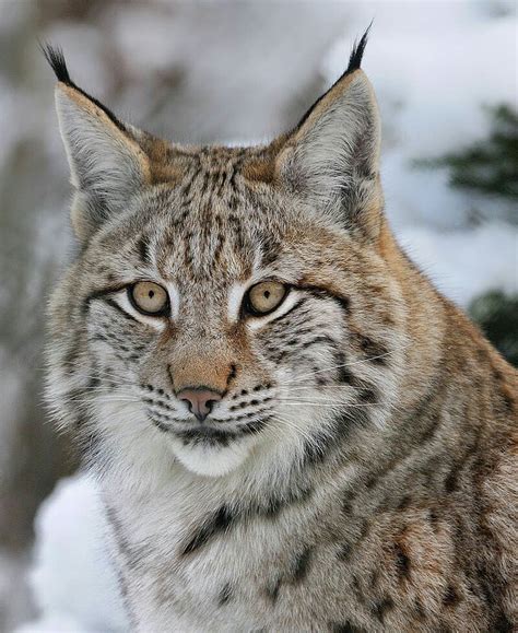 Lince boreal. | Pixie bob cats, Big cats, Animals wild