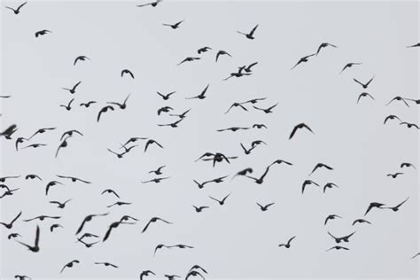 Flock Of Birds Free Stock Photo - Public Domain Pictures