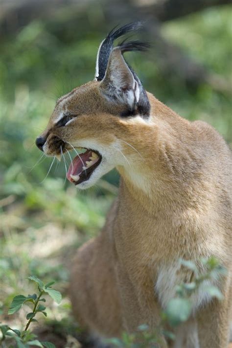 Caracal Hissing photo by ddovala | Caracal cat, Caracal, Wild cats