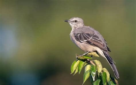 Mockingbird: History, Facts, Size, Habitat, Classification & Much More - Animals Name