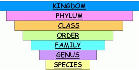 Classification Of Living Things Chart Class Mammals