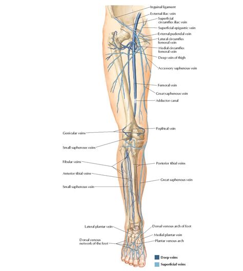 Veins Of The Lower Extremity