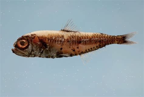 Sea Wonder: Lanternfish | National Marine Sanctuary Foundation