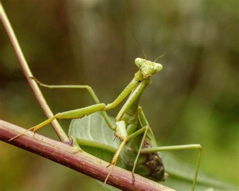 Carolina mantis makes home in a variety of habitats such as meadows, woodlands, and scrub ...