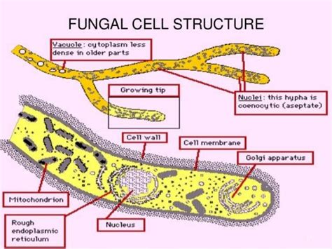 Fungi........