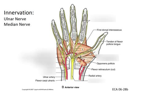 Ulnar Nerve Anatomy Wrist