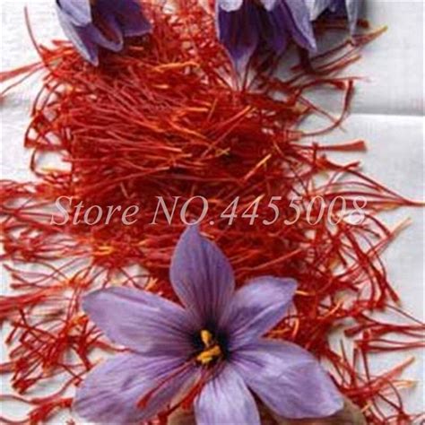 1000 Pcs Saffron Flower Seeds OutletTrends.com Free Shipping Up to 70% OFF