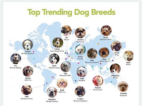 Most Popular Dog Breeds By Country - Business Insider