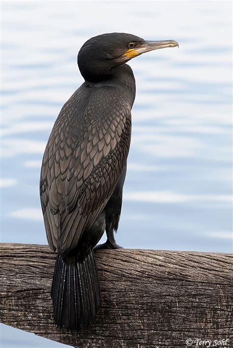 Great Cormorant - Species Information and Photos