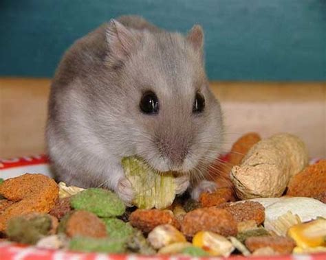 hamster; diet and food list http://health-individual.com/about-hamsters ...