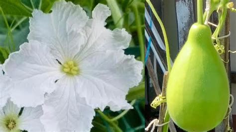 Bottle Gourd Male Female Flower Identification And How To Hand ...