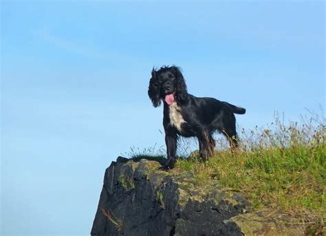 Cocker Spaniel Training 25 Important Tips To Help Your Spaniel Training