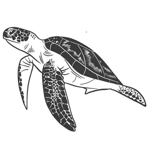 Sea Turtle, Penyu, Sea Turtle Vector, Penyu Hijau PNG and Vector with ...