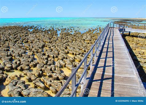 Stromatolites, Shark Bay, Western Australia Royalty-Free Stock Photography | CartoonDealer.com ...