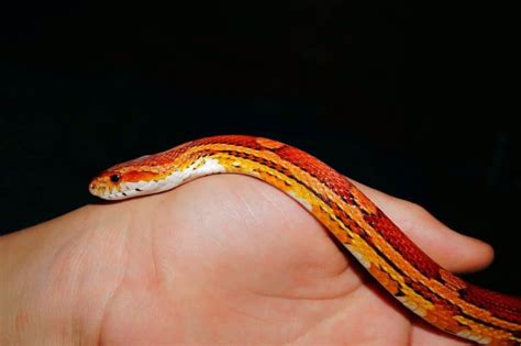 Best Types Of Snakes As Pets - Pets Retro