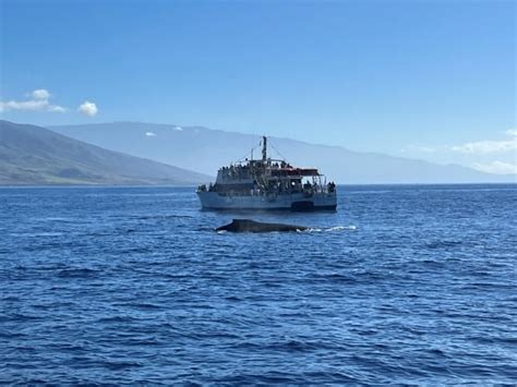 5 Best Maui Whale Watching Tours for 2024 season - Destination Checkoff