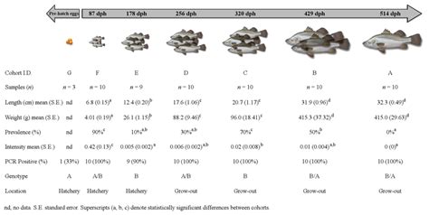 Timeline figure for each cohort of barramundi. Mean length (cm +/- SE),... | Download Scientific ...