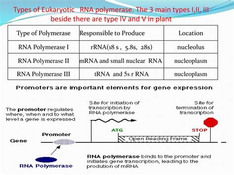 The 12th lecture in molecular biology by Dr. Sawsan sajid - ppt download