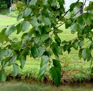 Forest Resources Center & Arboretum - River Birch