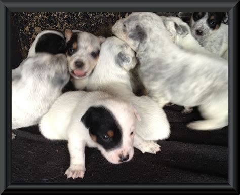 Blue Heeler Puppies | [+] CUTE PUPPIES