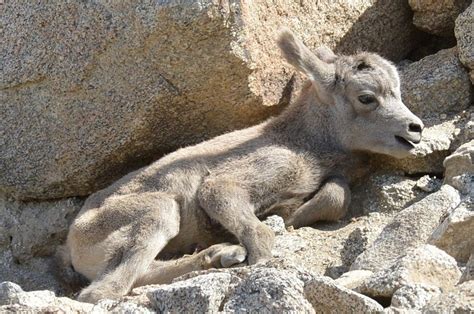 Bighorn Sheep: Majestic Mountain Dwellers