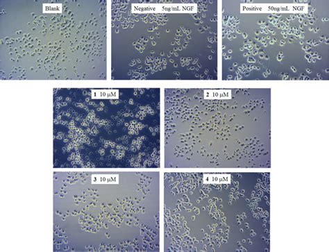 Neurite outgrowth-promoting activities of compounds 1–4 incubated in ...