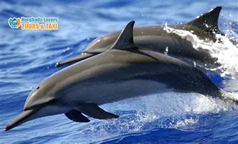 Spinner Dolphins - Best Diving In Egypt | Facts, Diet, Habitat