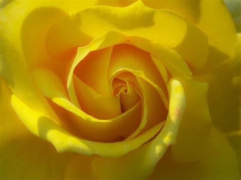 Yellow rose bud in nature free image download