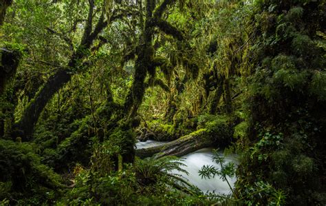 Valdivian Temperate Forest: rainforest at the end of the world - Chile Travel